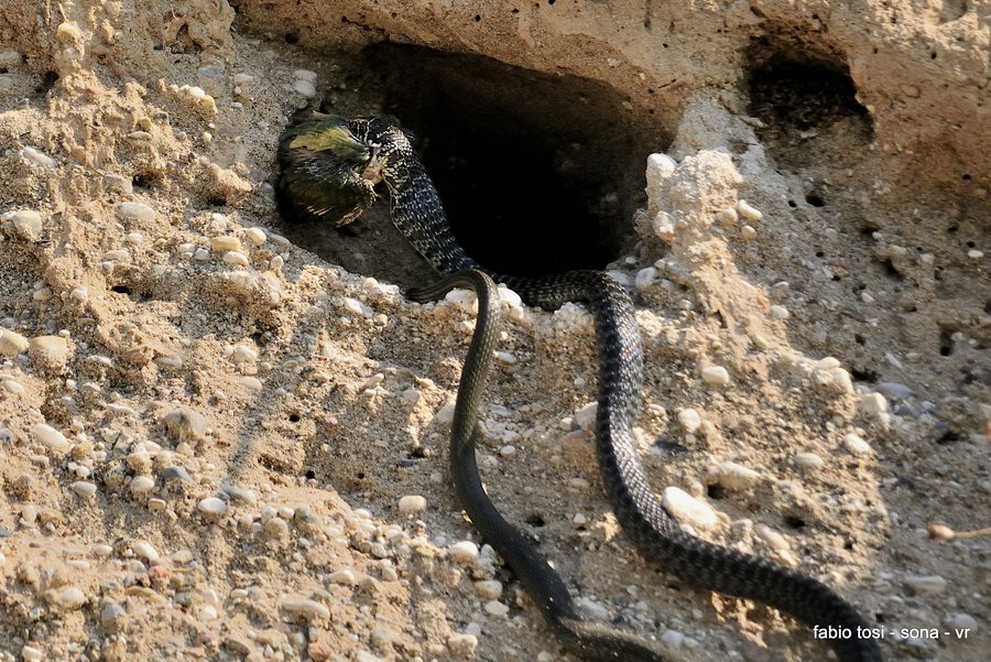 Il caparbio: predazione di biacco (foto-racconto)